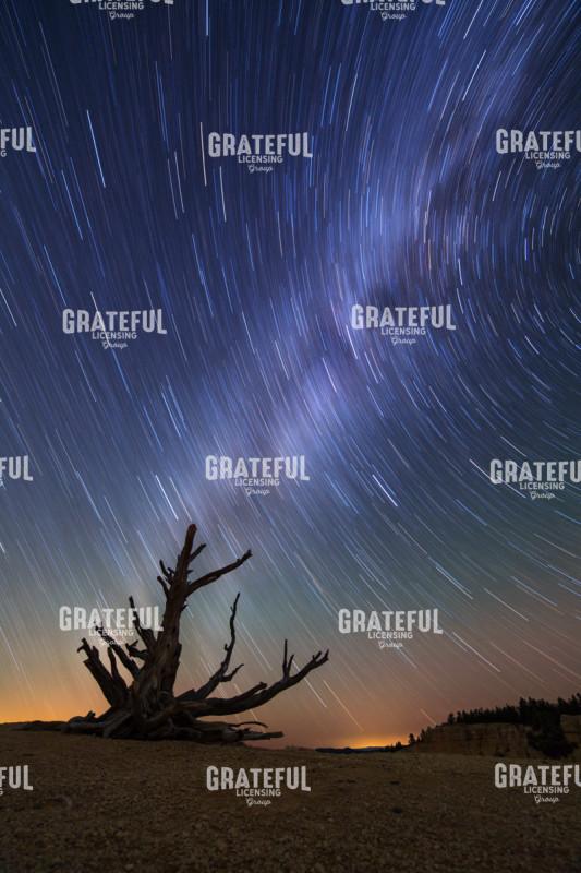 Star Trails Behind Old Bristlecone Pine