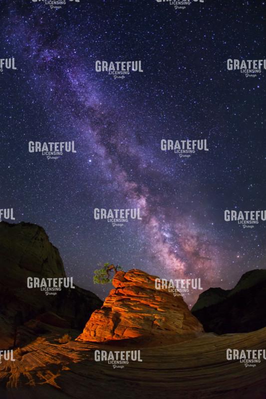 Zion's Struggling Little Tree with Milky Way