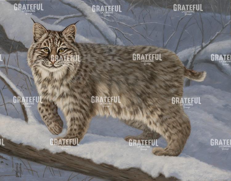 Bobcat