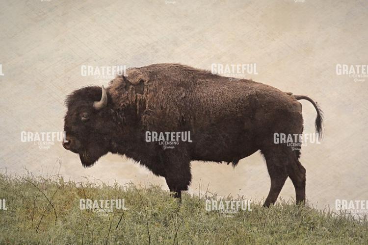 Antique Buffalo