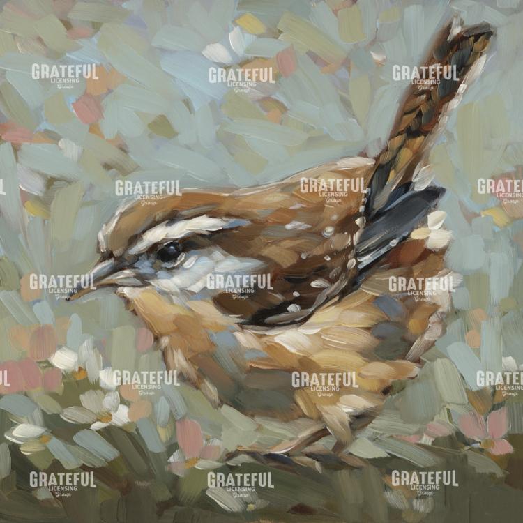 Morning Song Wren