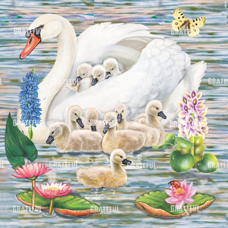 Mother Swan