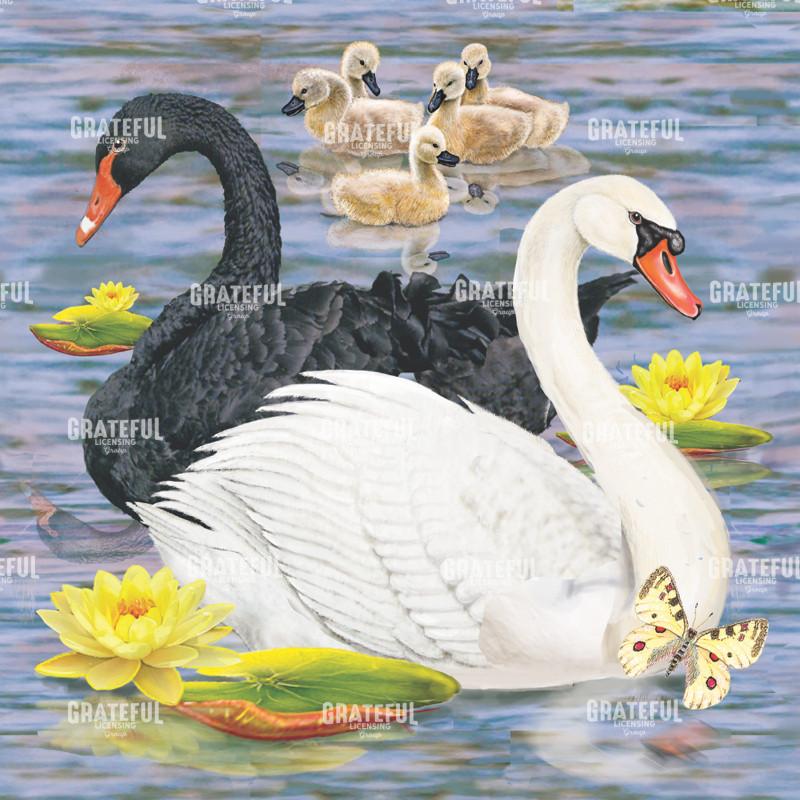 Two Swans and Babies