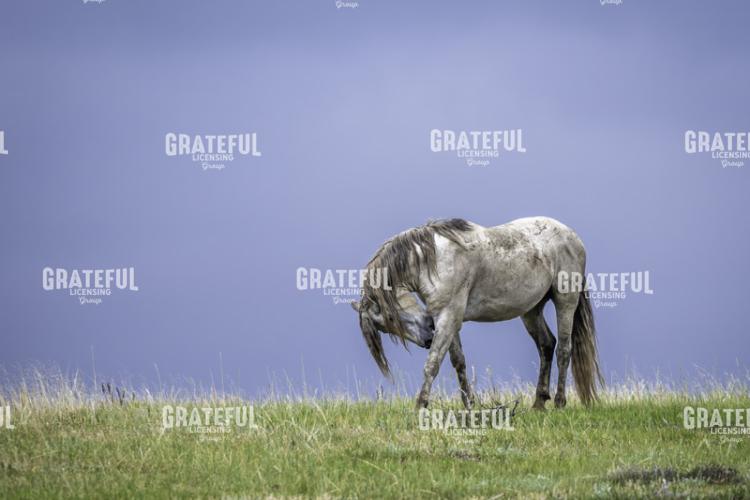 Gray Stud on the Prairie