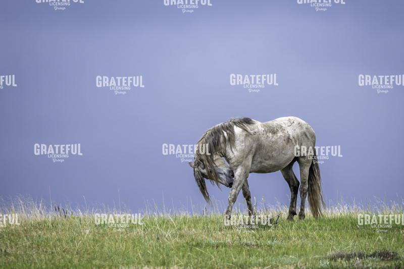 Gray Stud on the Prairie