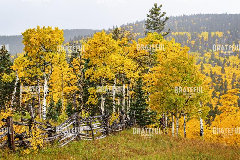 Autumn at Cucharas Pass