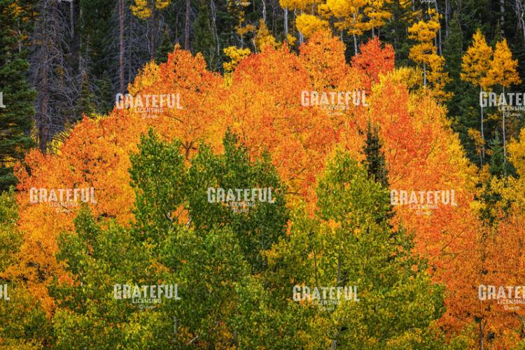 Autumn Harmony