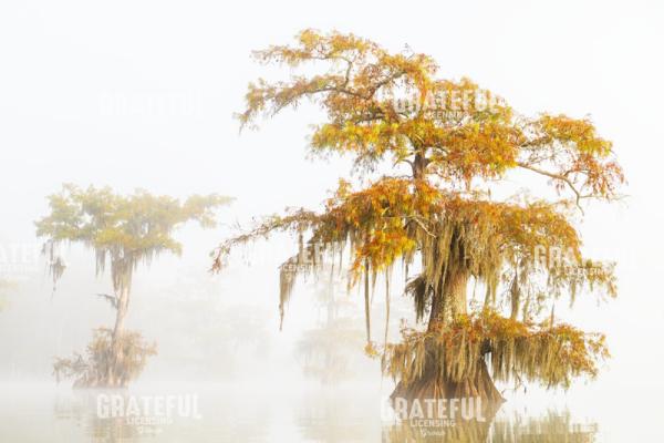 First Blush of Fall at Lake Dauterive