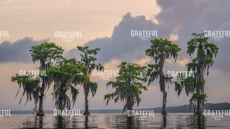 Morning at Lake Palourde