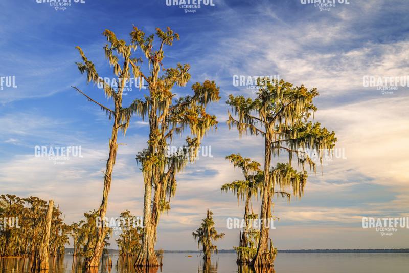 Afternoon at Attakapas