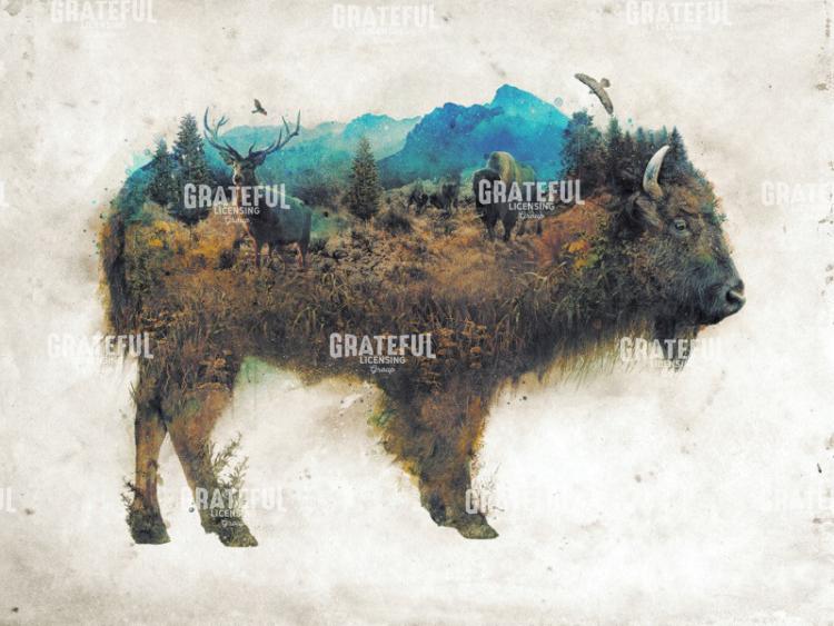 Buffalo Bison