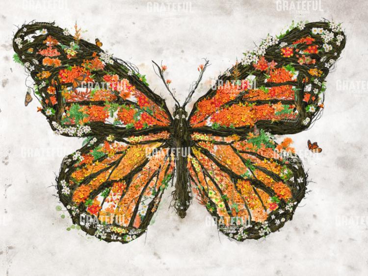 Monarch Butterfly