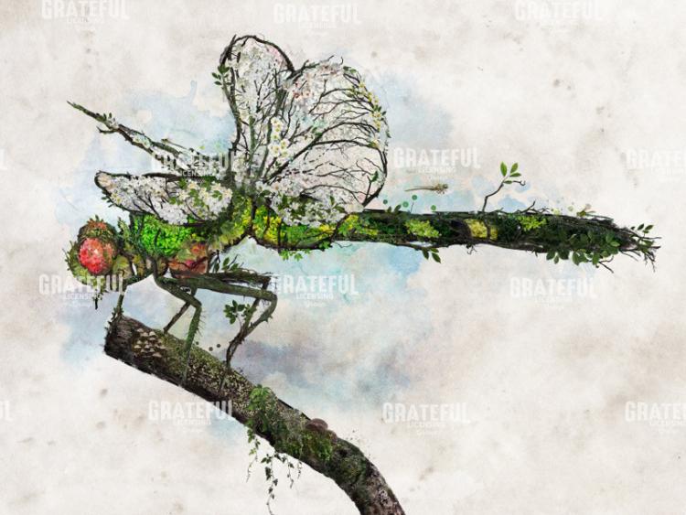 Dragonfly