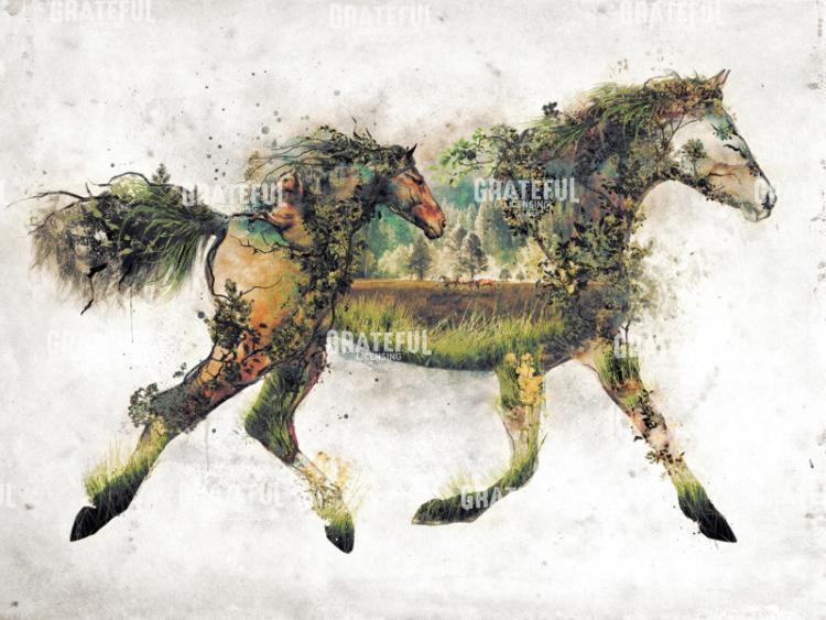 Wild Horses