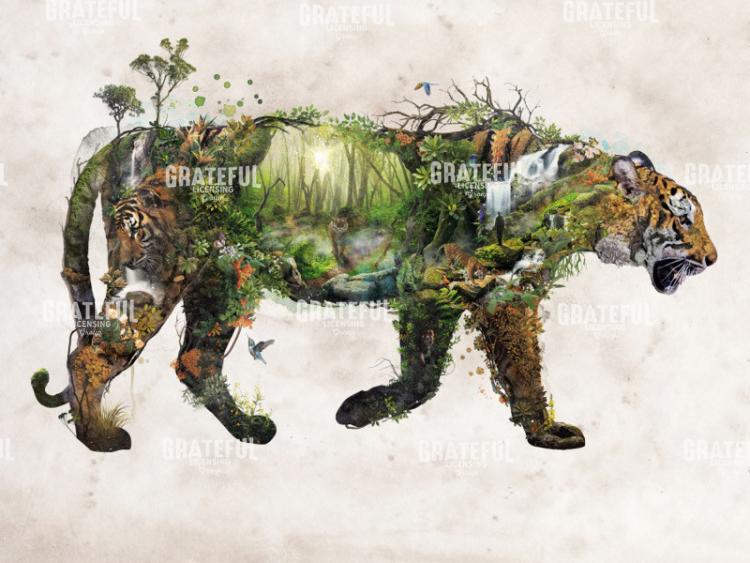 Bengal Tiger