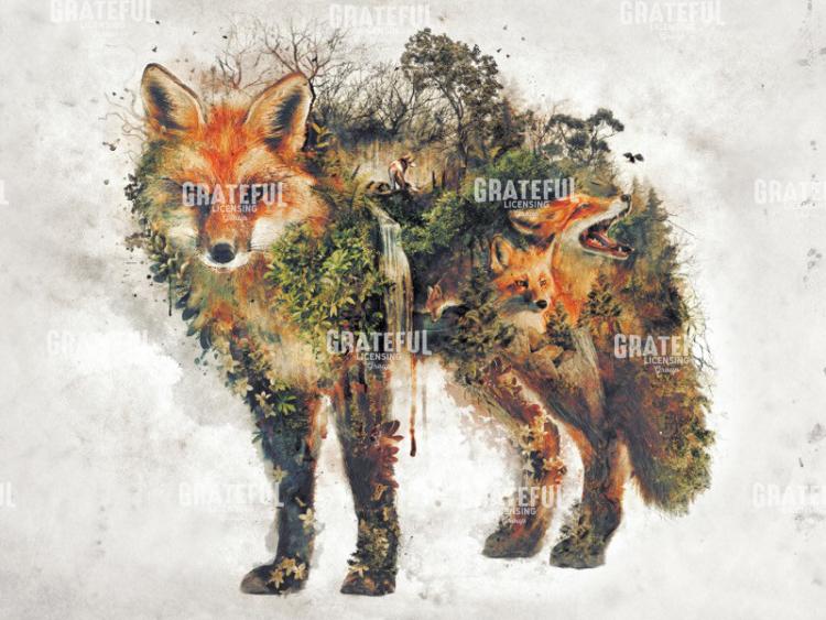 Red Fox