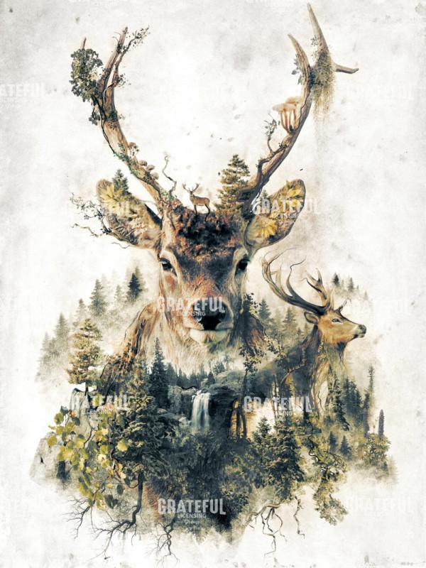 Deer Mountain