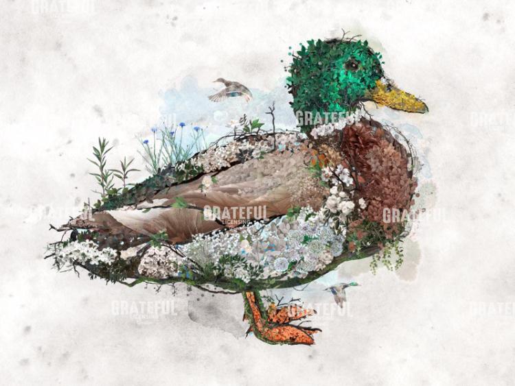Mallard Duck