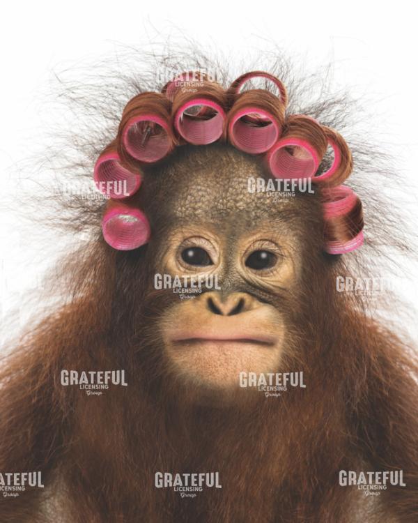 Monkey With Curlers