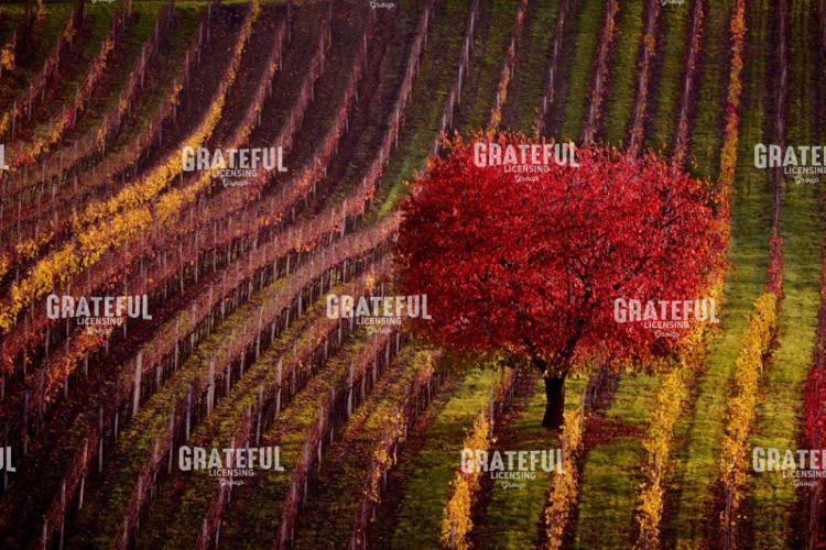 A Red Tree.jpg