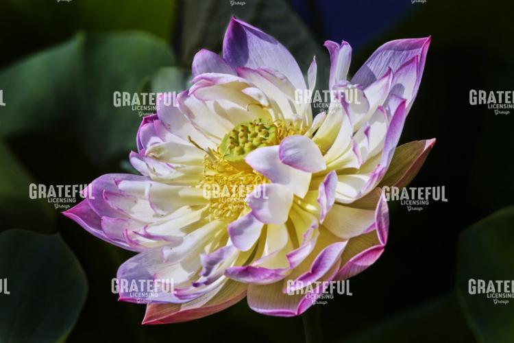 Flower Blossom.jpg