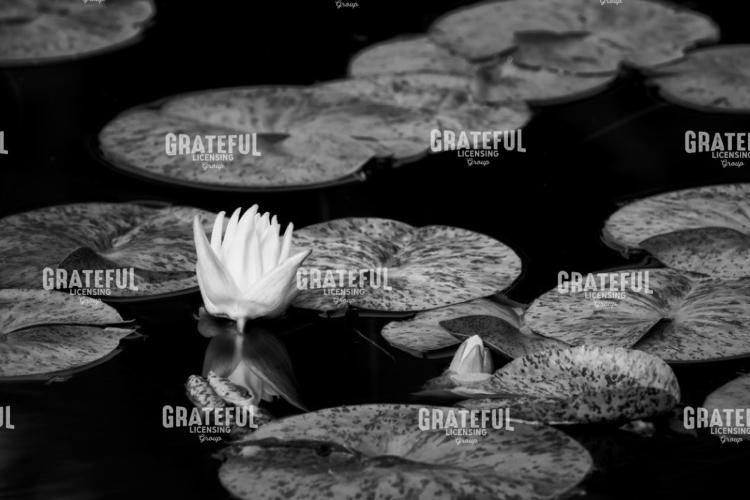 Lilly in the Morning_1_1.jpg