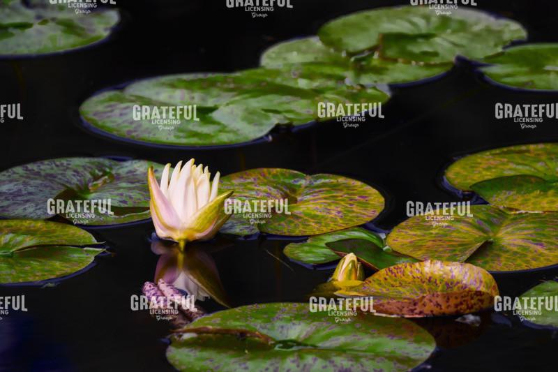 Lilly in the Morning