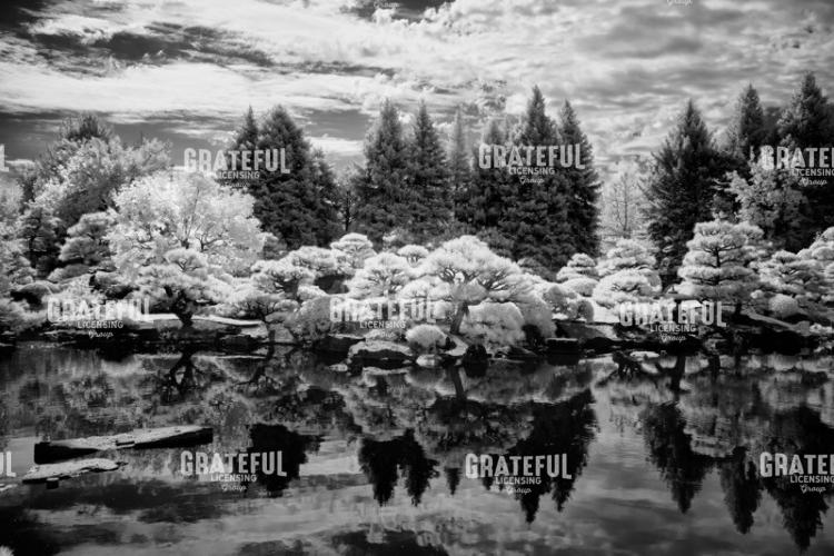 Japanese Pond II