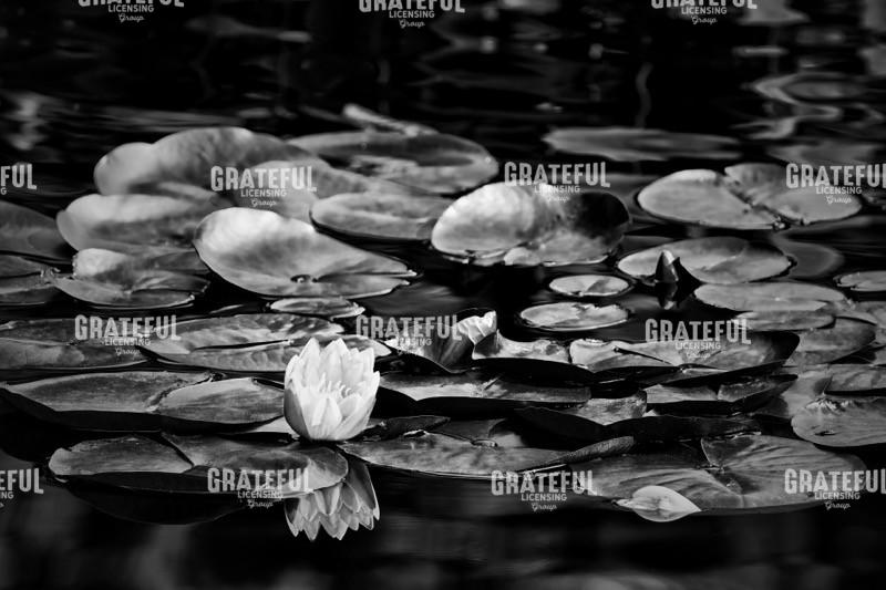 Lilly in the Morning II.jpg