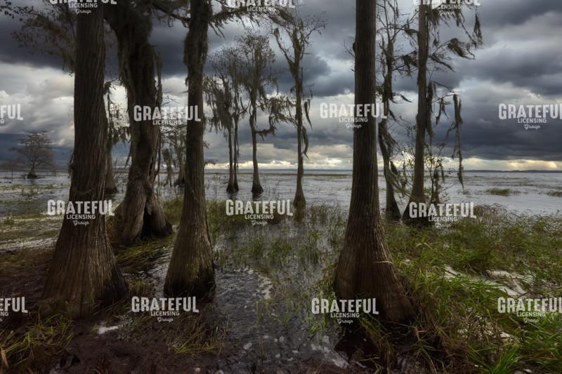 Light on Lake Louisa