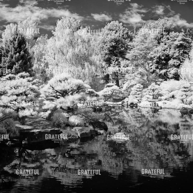 Pond in the Garden II