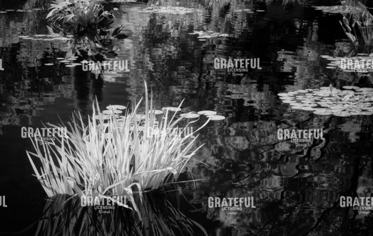 Water Grasses in a Pond