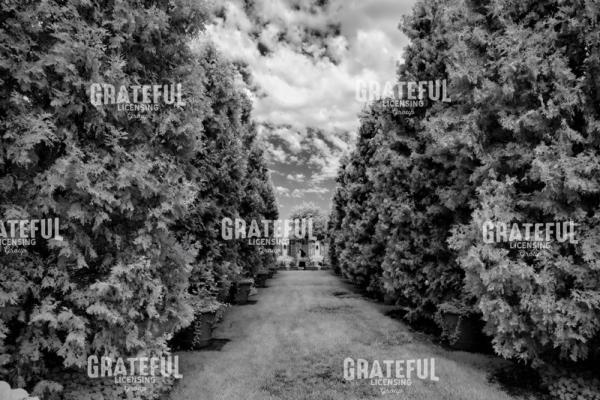Tall Hedges in the Garden II