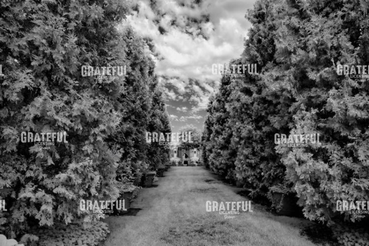 Tall Hedges in the Garden II