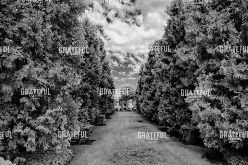 Tall Hedges in the Garden II