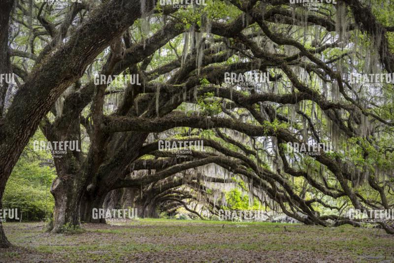 Tunnel in Charleston