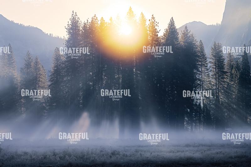 Enchantment in Cook's Meadow