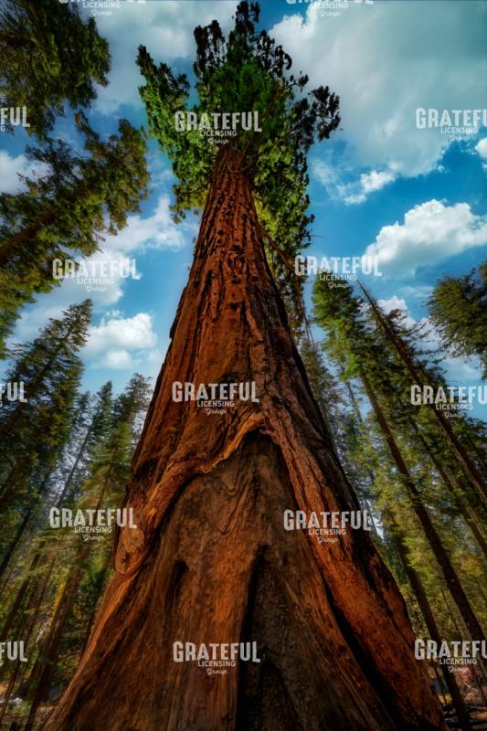 In the Shade of Giants