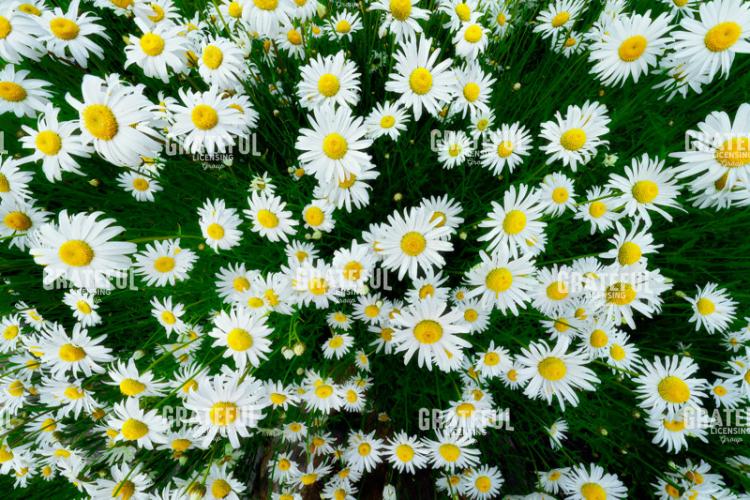 Blossoming Beauty