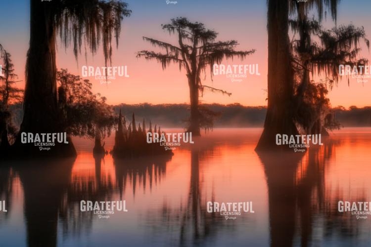 Bayou Dream