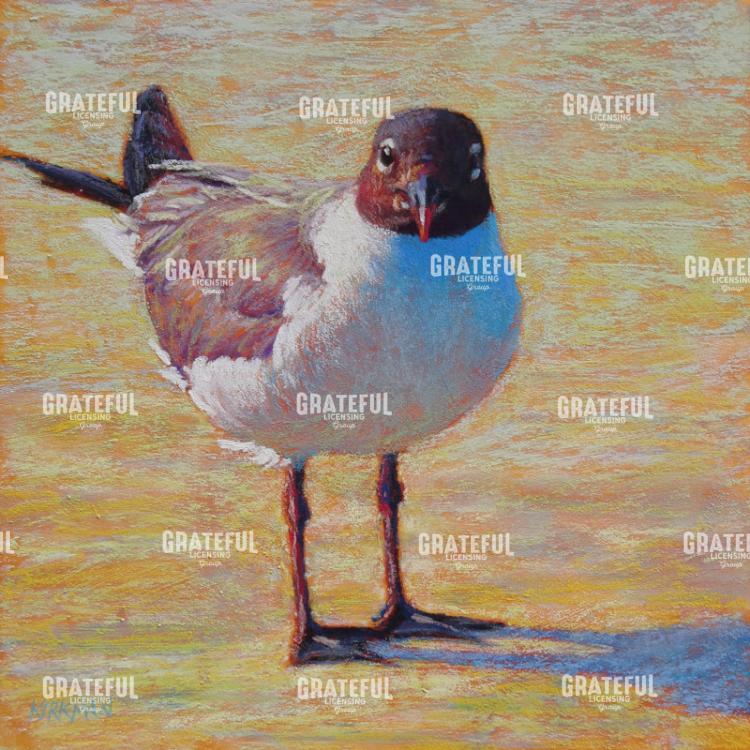 A Single Gull
