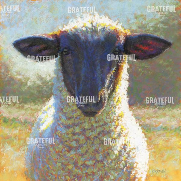 Black Face Sheep