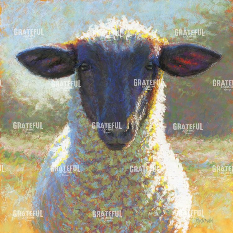 Black Face Sheep