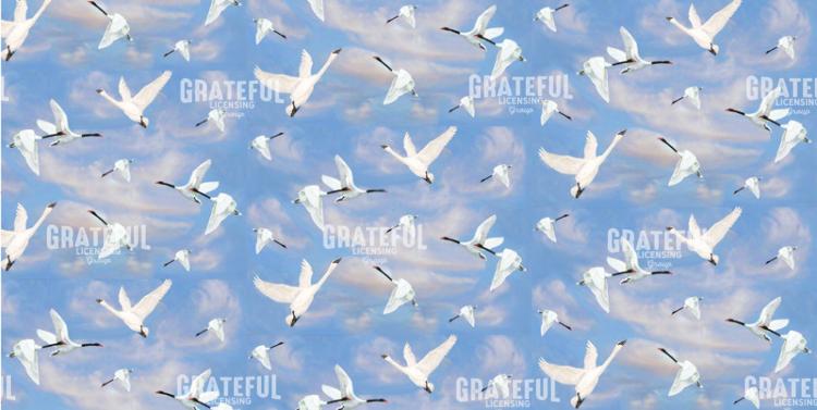 Swans & Clouds & Sky