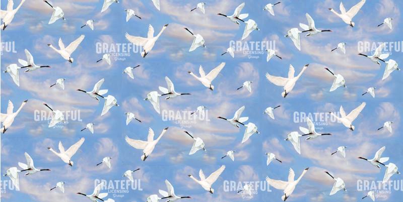 Swans & Clouds & Sky