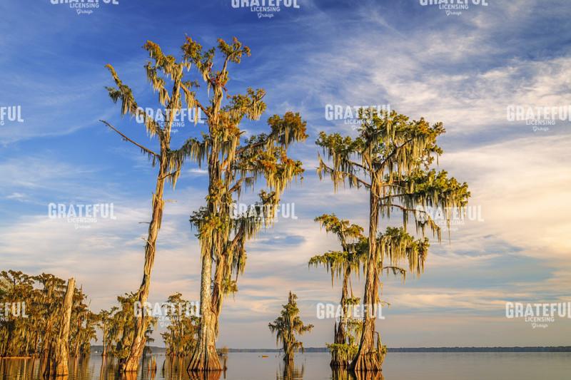 Afternoon at Attakapas