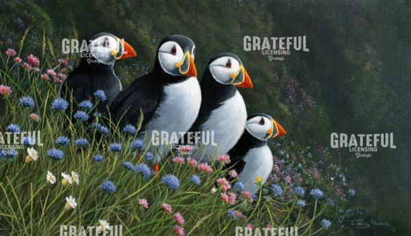 1331 Summer visitors - puffins and wild flowers