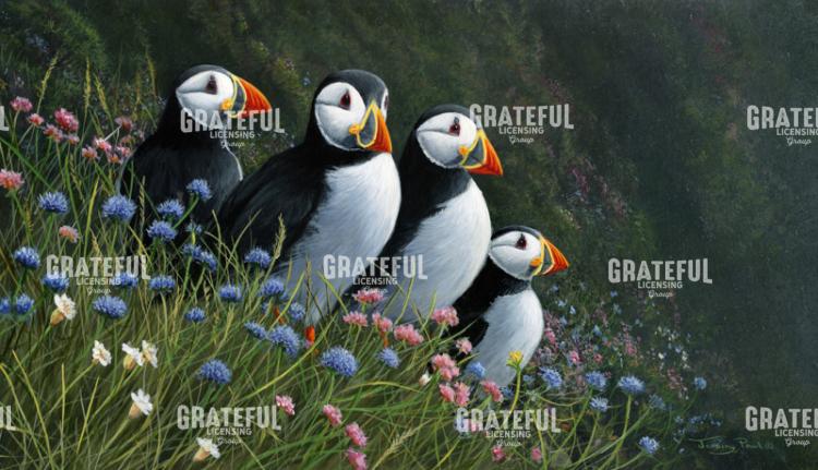 1331 Summer visitors - puffins and wild flowers