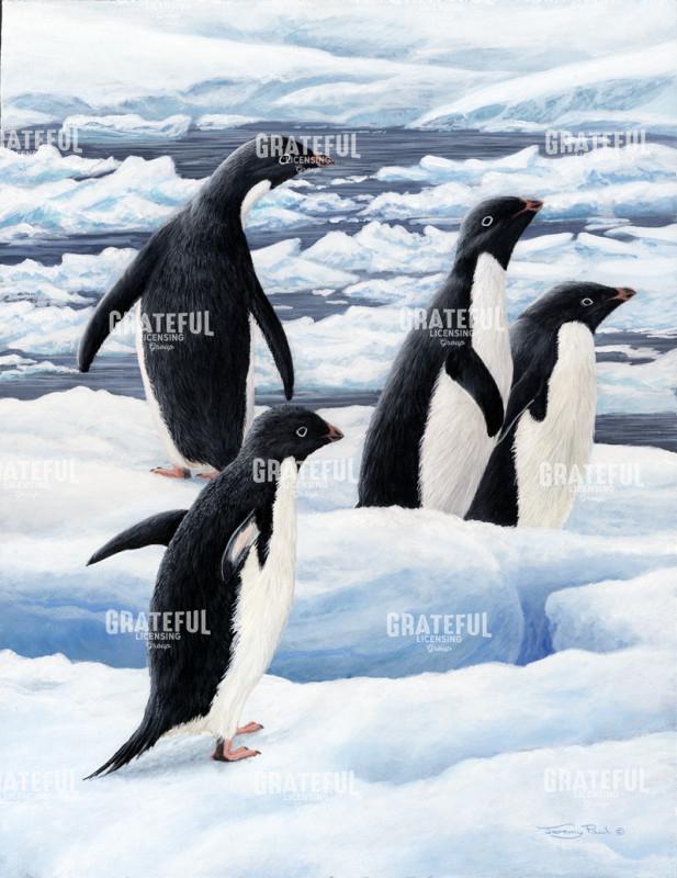 521 Adelie penguins