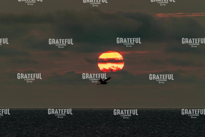 Great Blue Heron and a Lake Erie Sunset